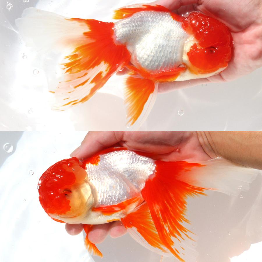 ジャンボオランダ獅子頭　3匹　20cm ジャンボ獅子頭 3歳 27センチ メス #金魚、オランダ、らんちゅう、錦鯉