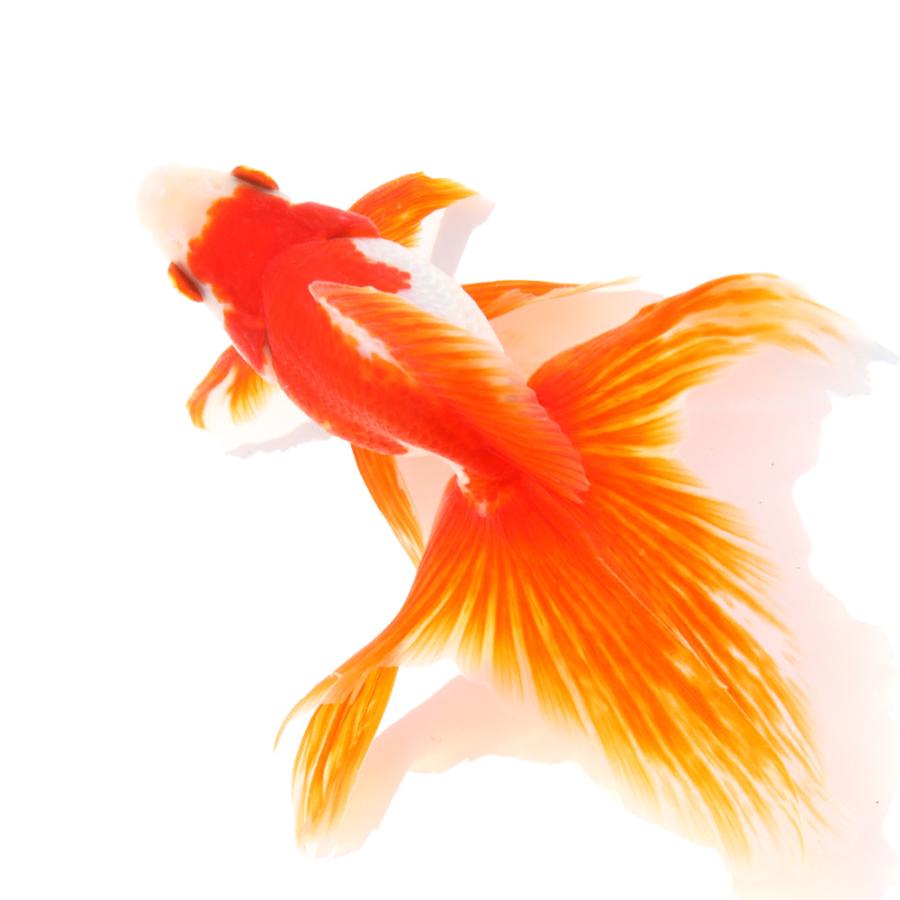 国産金魚）一点物 飯田琉金 3歳 18cm±（1匹） : チャーム charm