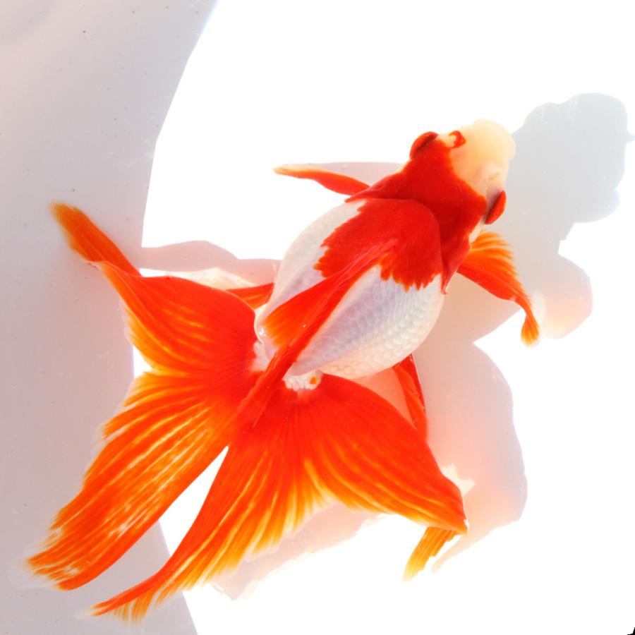 国産金魚）一点物 飯田琉金 3歳 ヒレ癖有 16cm±（1匹