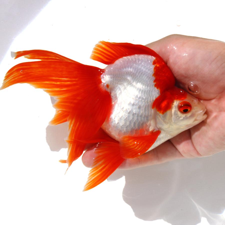 金魚君様 リクエスト 4点 まとめ商品 5126MsJCrCL.jpg_BO30,255,255,