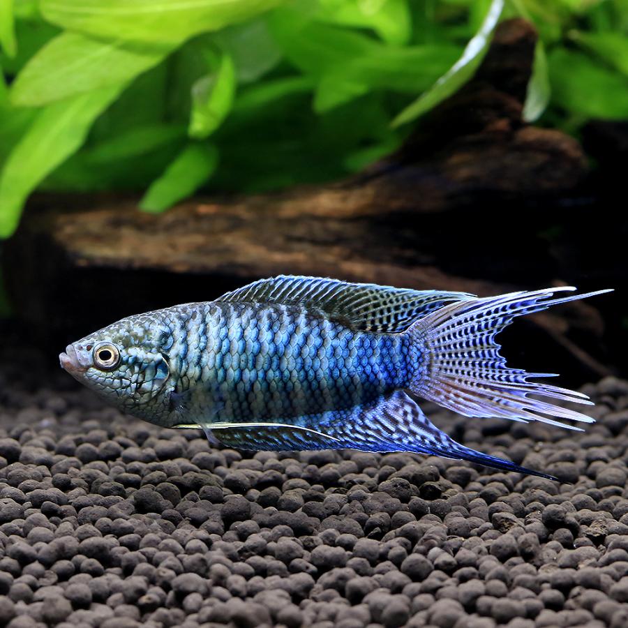 熱帯魚）ブルーゼブラタイラント パラダイスフィッシュ（1ペア