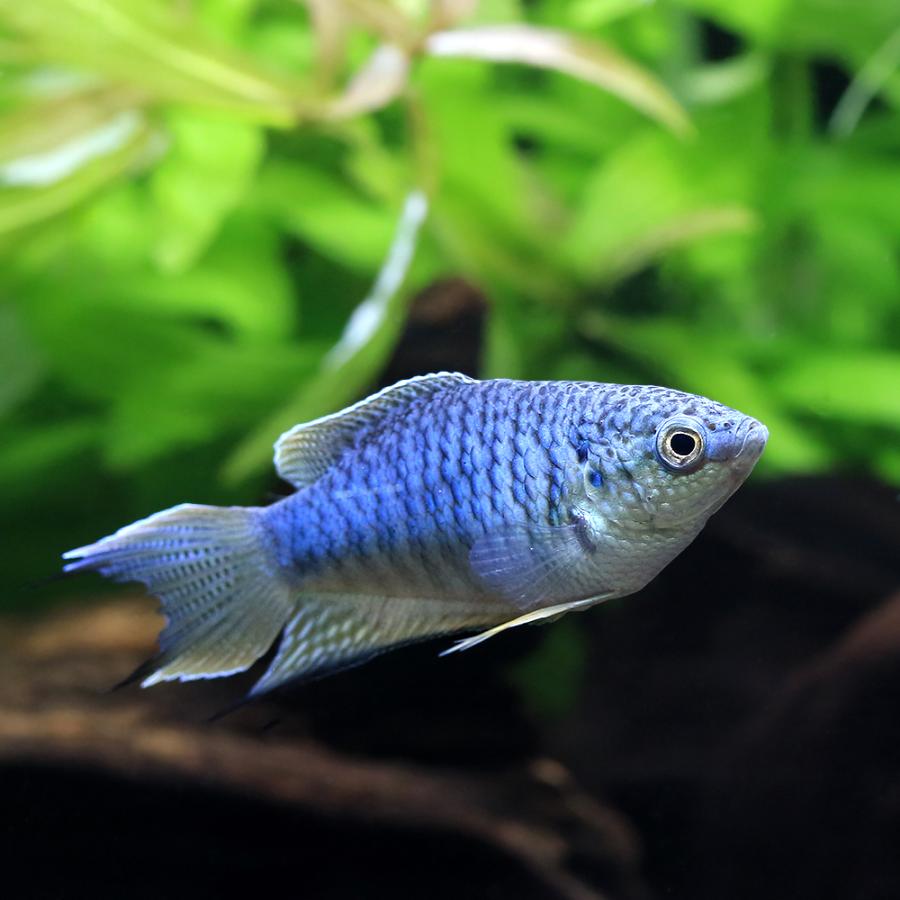 熱帯魚）ブルーゼブラタイラント パラダイスフィッシュ（1ペア