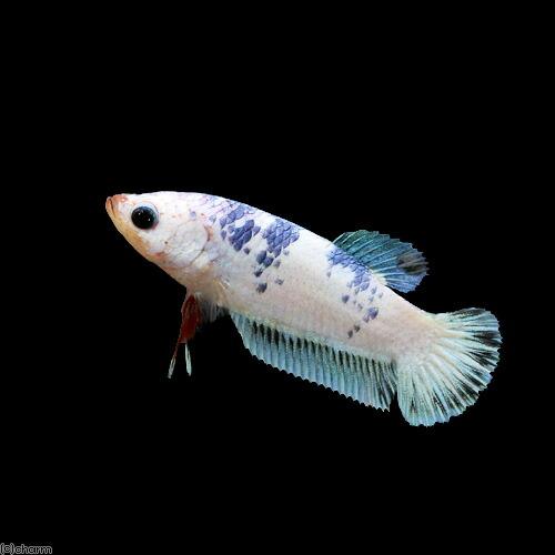 ベタ　ハーフムーン　プラカット　オス・メス 熱帯魚）ベタ・ハーフムーンプラカット アイアンマン メス（1匹