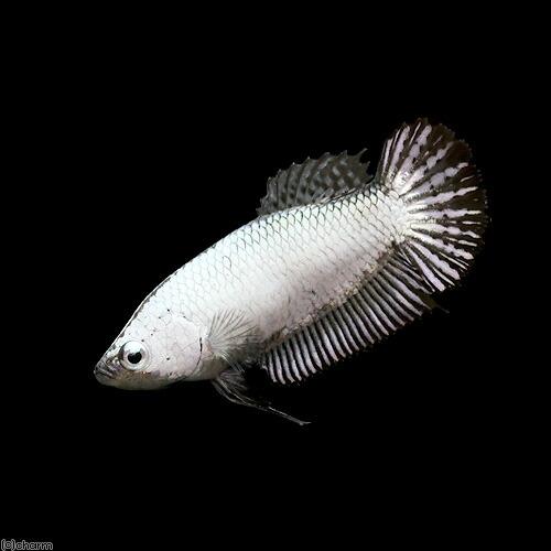 熱帯魚）ベタ・ハーフムーンプラカット ブラックドラゴン メス（1匹