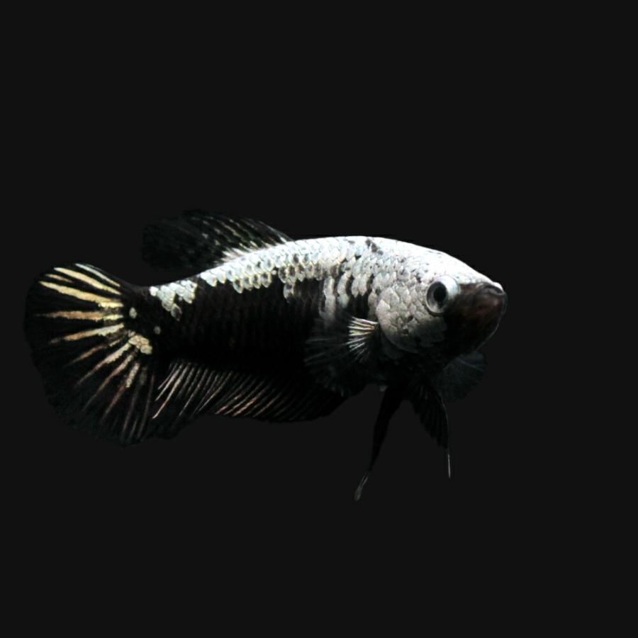 熱帯魚）ベタ・ハーフムーンプラカット ブラック サムライ メス（1匹