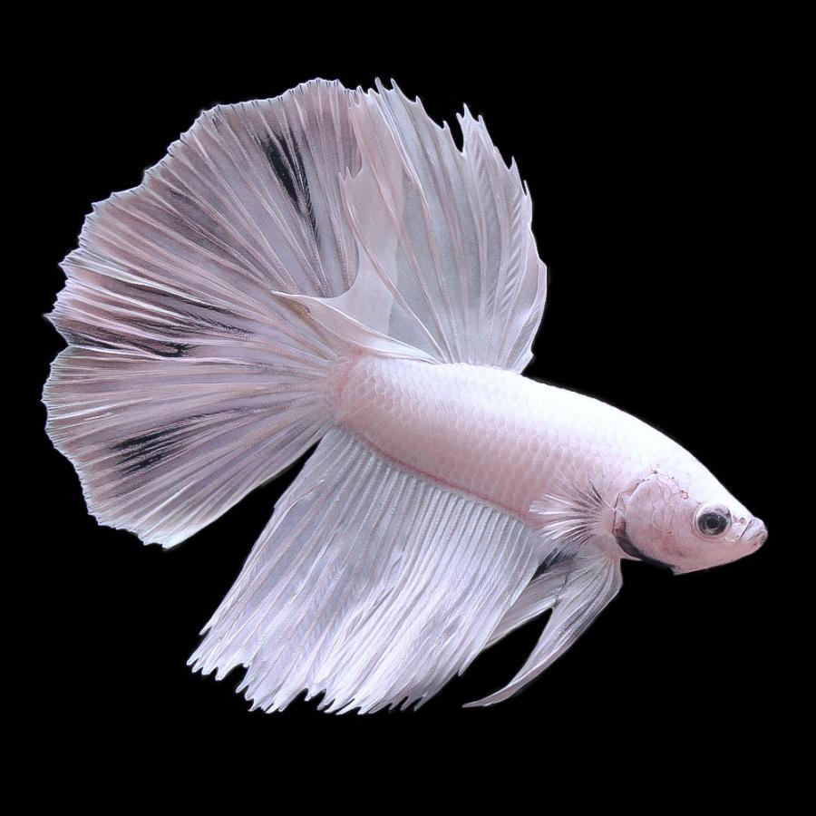 熱帯魚）ベタ・スーパーデルタテール スーパーホワイト マーブル系