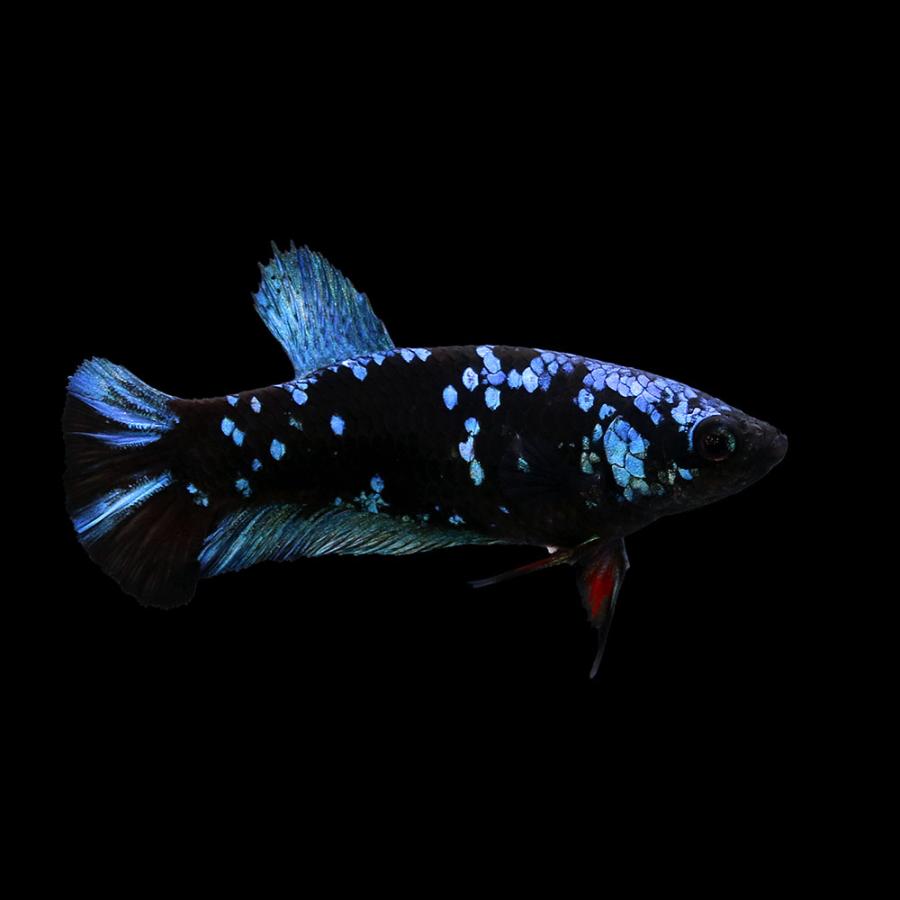 熱帯魚）ベタ・ハーフムーンプラカット アバター メス（1匹） 北海道
