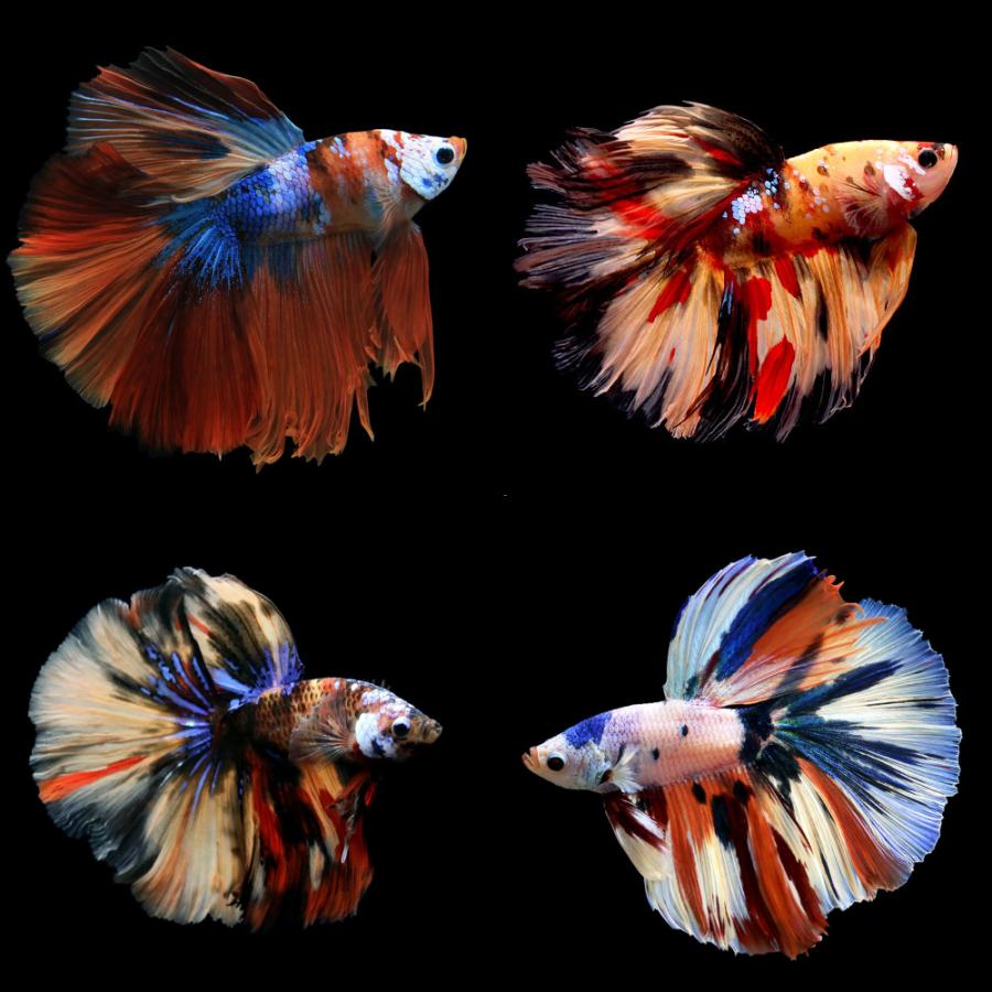 熱帯魚）鯉ベタ ハーフムーン コイカラー ニモ（キャンディー） オス