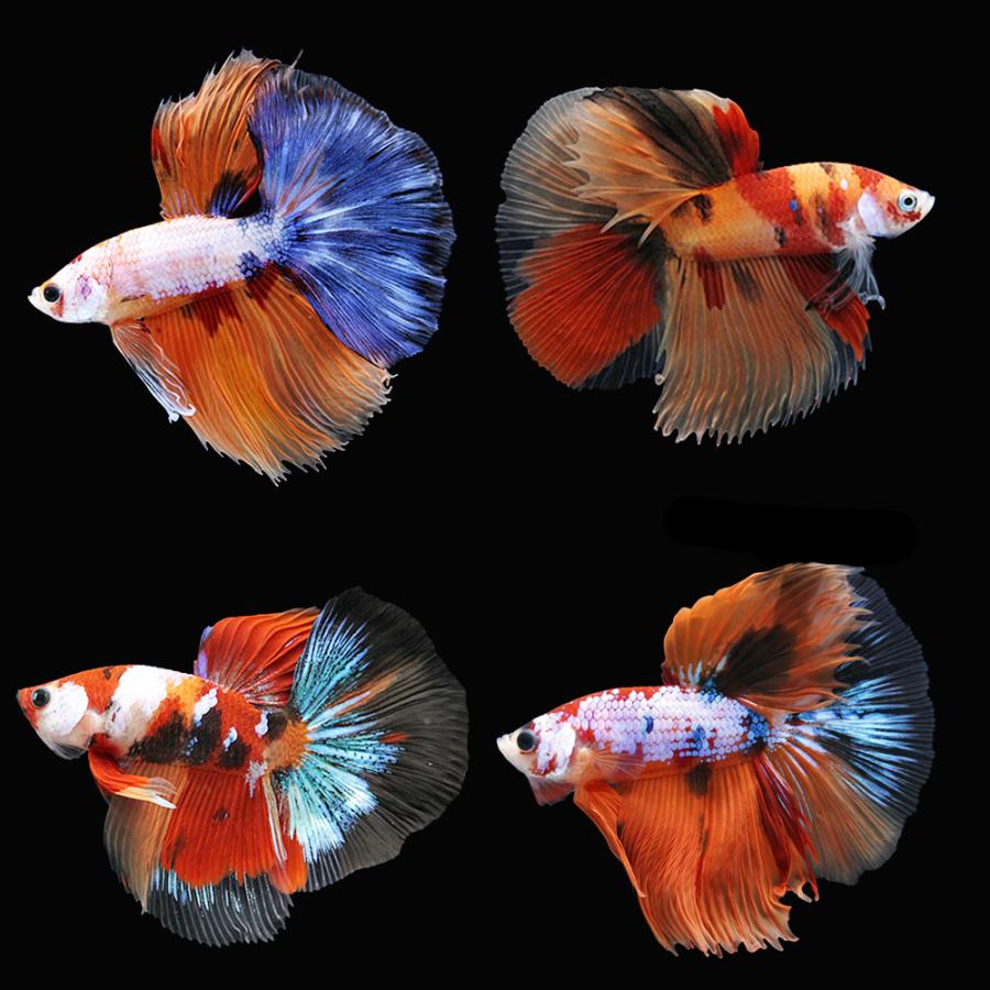 熱帯魚）鯉ベタ ハーフムーン コイカラー ニモ（キャンディー） オス 