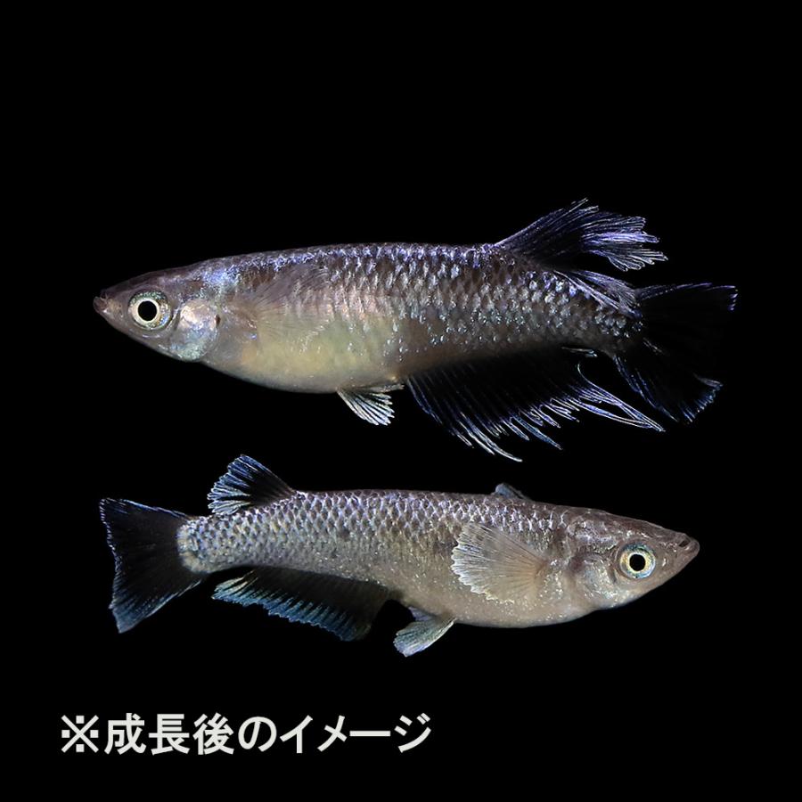 めだか）無選別 ブラックフェザーライトメダカ 稚魚（5匹 