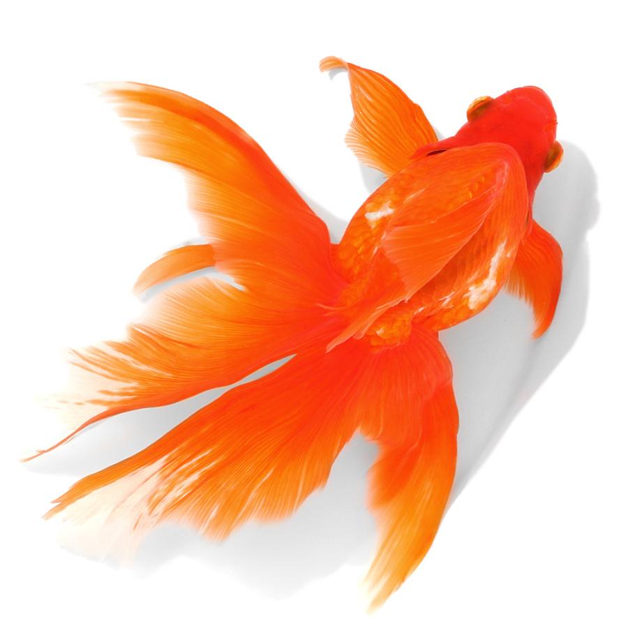 国産金魚）一点物 飯田琉金クロス東京琉金 26cm±（1匹