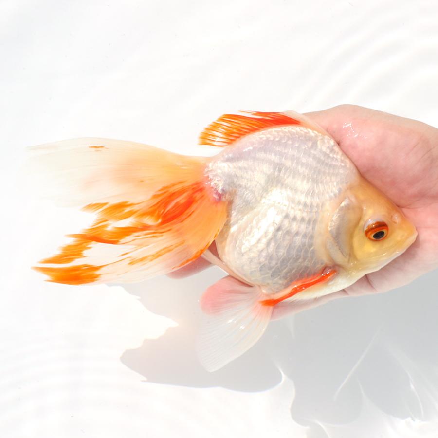 国産金魚）一点物 飯田琉金クロス東京琉金 22cm±（1匹