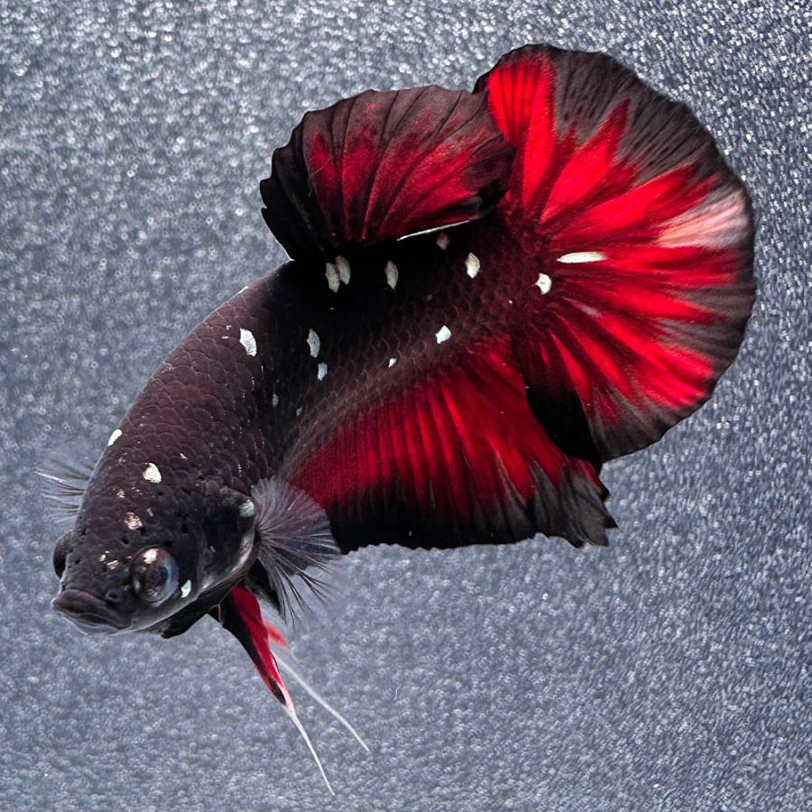 熱帯魚）一点物 ベタ・ハーフムーンプラカット レッドデビル オス（1