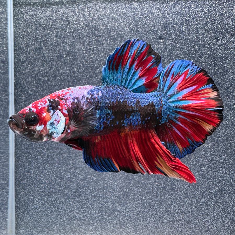 熱帯魚）一点物 鯉ベタ ジャイアントプラカット コイカラーニモ
