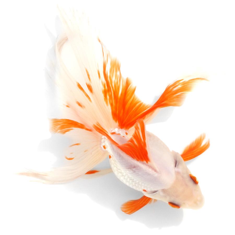 国産金魚）一点物 飯田琉金クロス東京琉金 20cm±（1匹