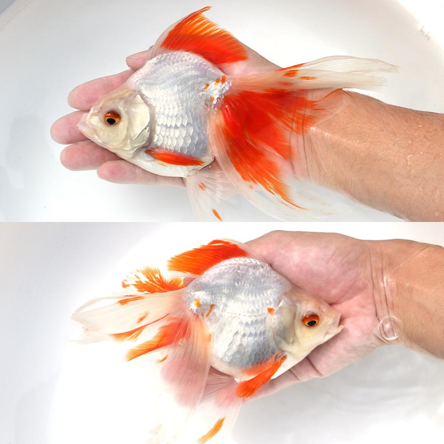 国産金魚）一点物 飯田琉金クロス東京琉金 20cm±（1匹
