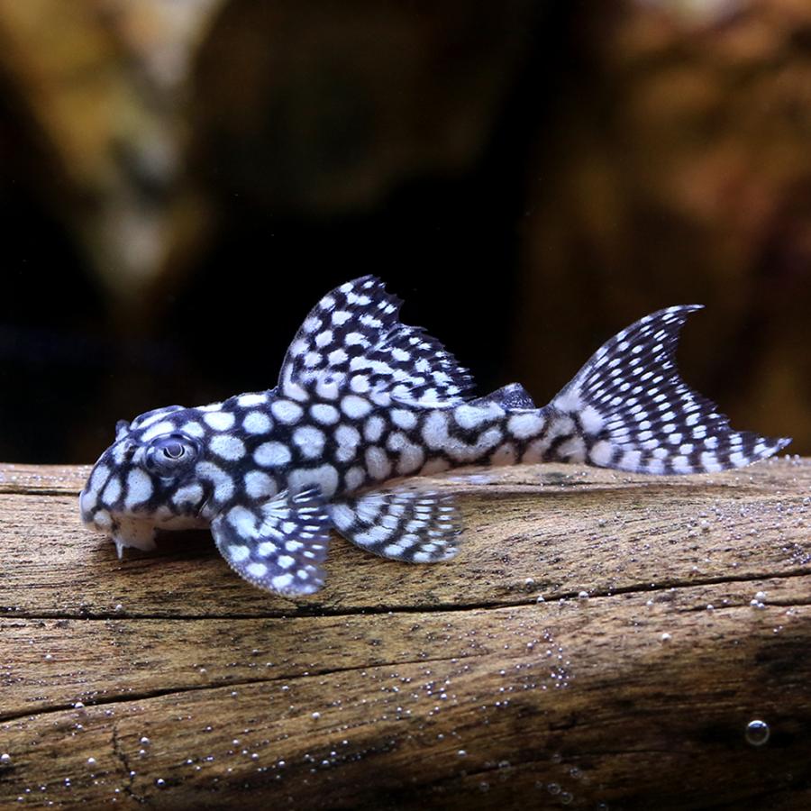 熱帯魚）一点物 スターダスト・クラウンプレコ L136c（ブリード