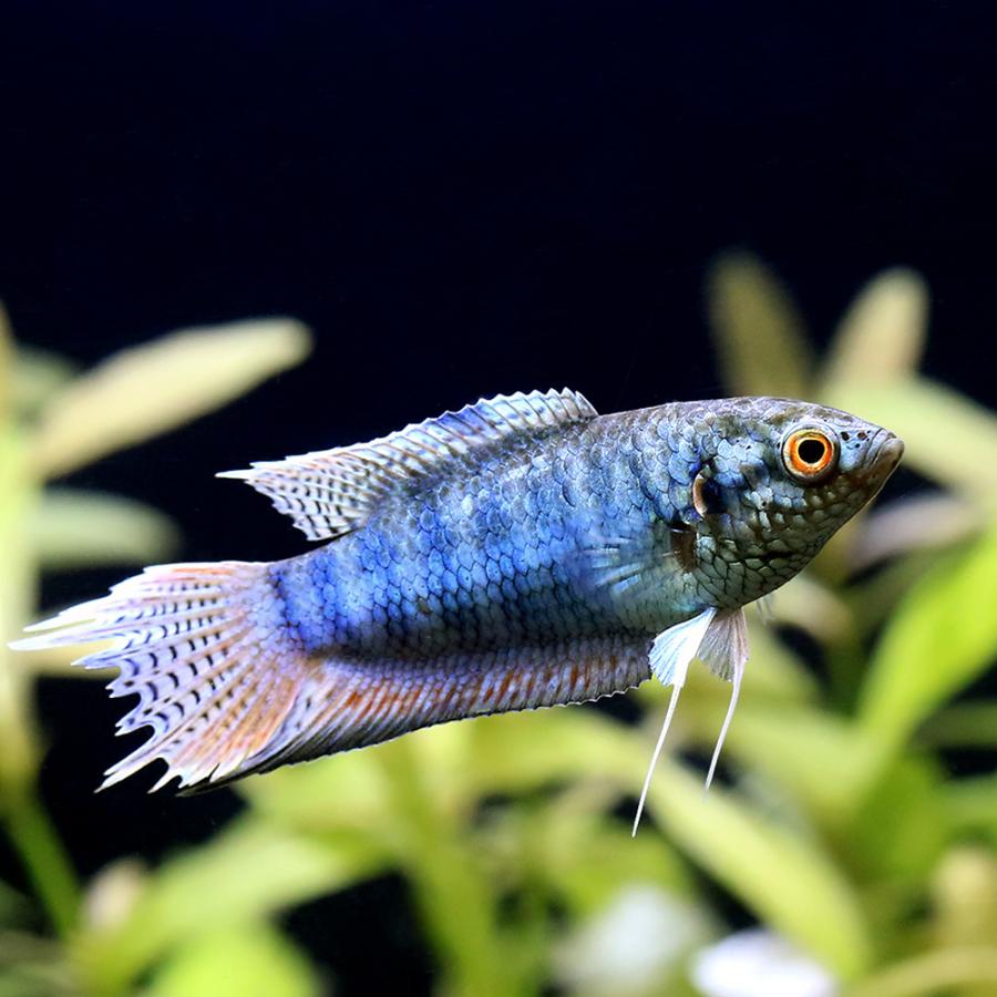 熱帯魚 熱帯魚）ブルーゼブラタイラント パラダイスフィッシュ（1匹） 北海道