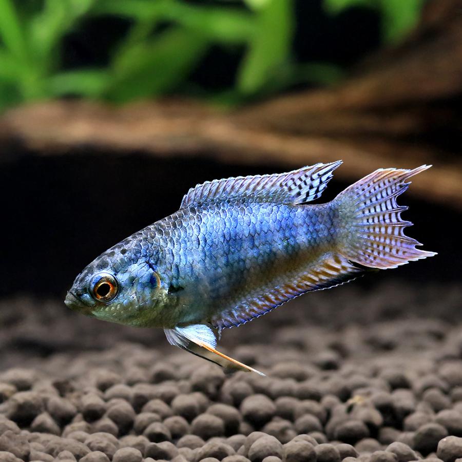 熱帯魚 10/9 入荷魚紹介 - 静岡市の熱帯魚専門店（大型魚・古代魚・珍魚