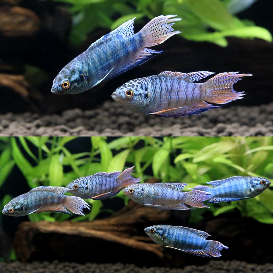 熱帯魚 10/9 入荷魚紹介 - 静岡市の熱帯魚専門店（大型魚・古代魚・珍魚