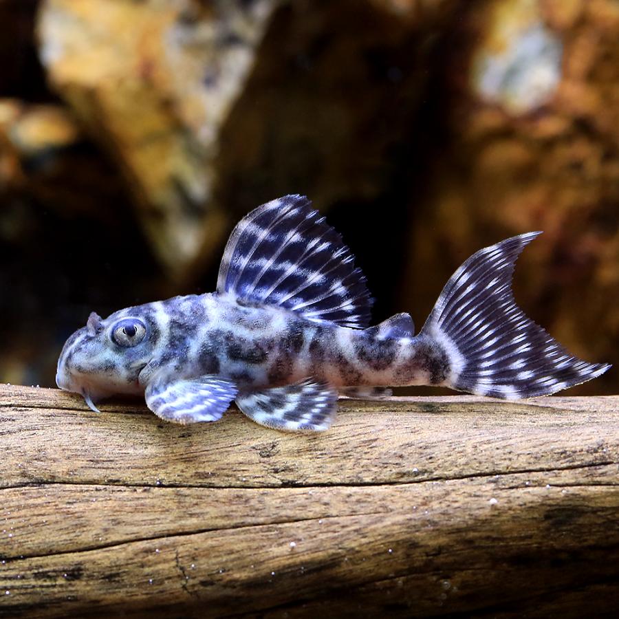 熱帯魚）ゴールデンキングロイヤル・ペコルティア ドンキーフェイス S