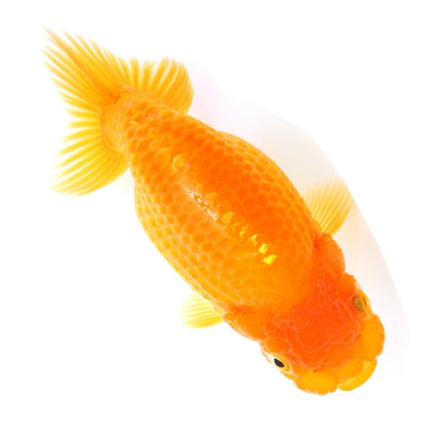国産金魚）一点物 らんちゅう素赤 11cm±（1匹）北海道航空便要