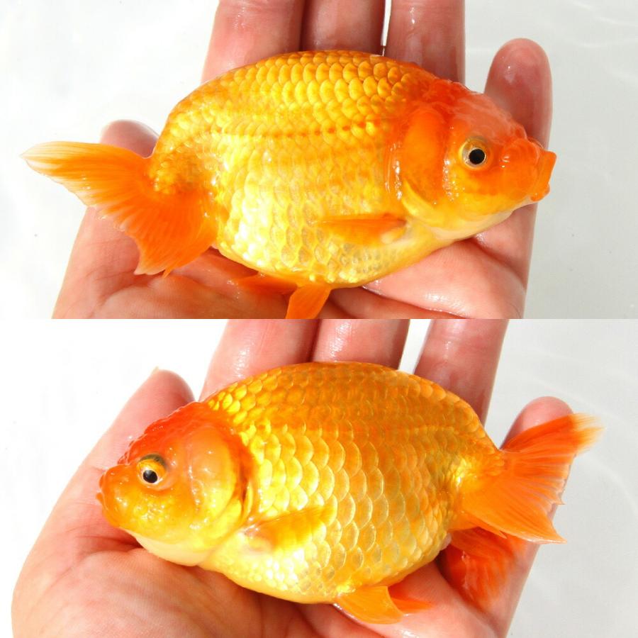 国産金魚）一点物 らんちゅう素赤 11cm±（1匹）北海道航空便要