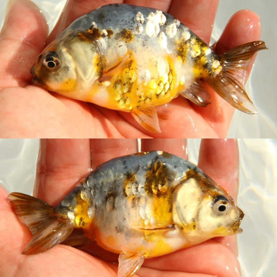 江戸錦　ドラゴンスケール 国産金魚）一点物 ドラゴンスケール江戸錦 吉野養魚場産 9cm±（1匹