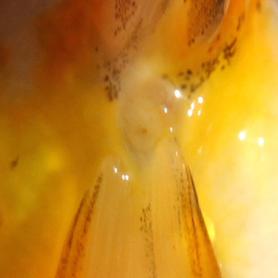 国産金魚）一点物 ドラゴンスケール江戸錦 吉野養魚場産 9cm±（1匹