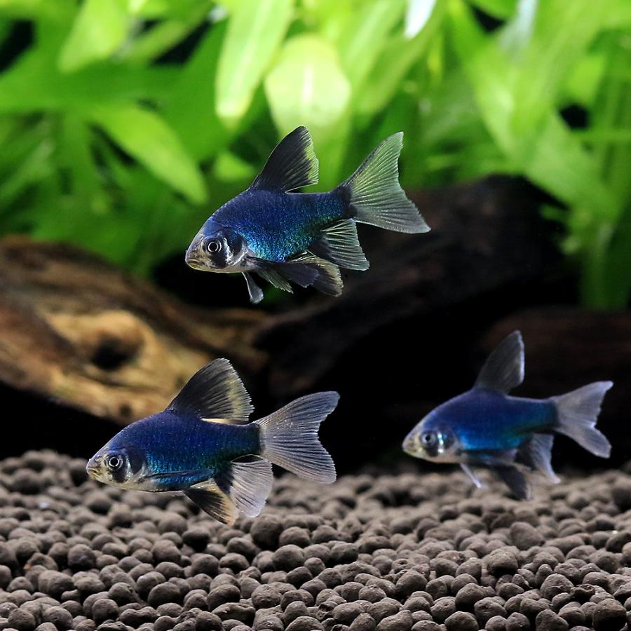 熱帯魚）ロングフィングリーンスマトラ（1匹） 北海道・九州航空便要