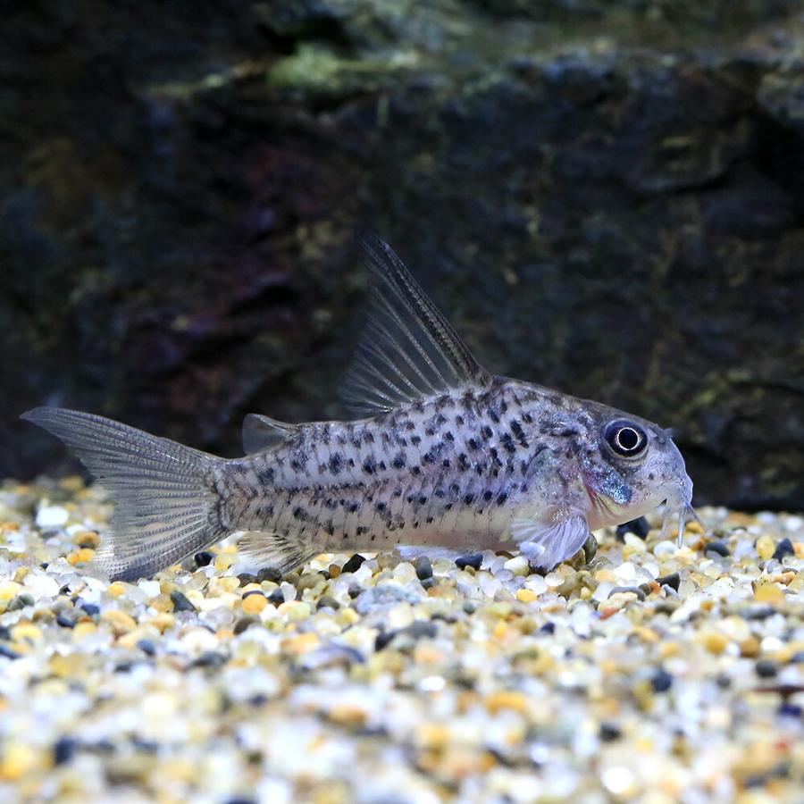 熱帯魚）コリドラス・コロンビアロレトエンシス（ワイルド）（1匹