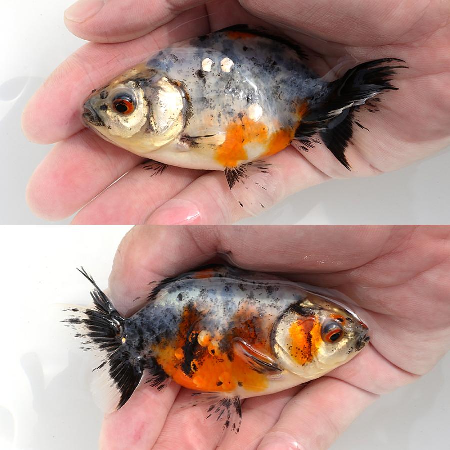国産金魚）一点物 江戸地金 9cm± 志村養魚場産（1匹） : チャーム