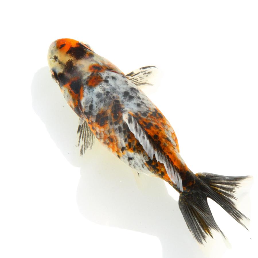 国産金魚）一点物 五色江戸地金 9cm± 志村養魚場産（1匹