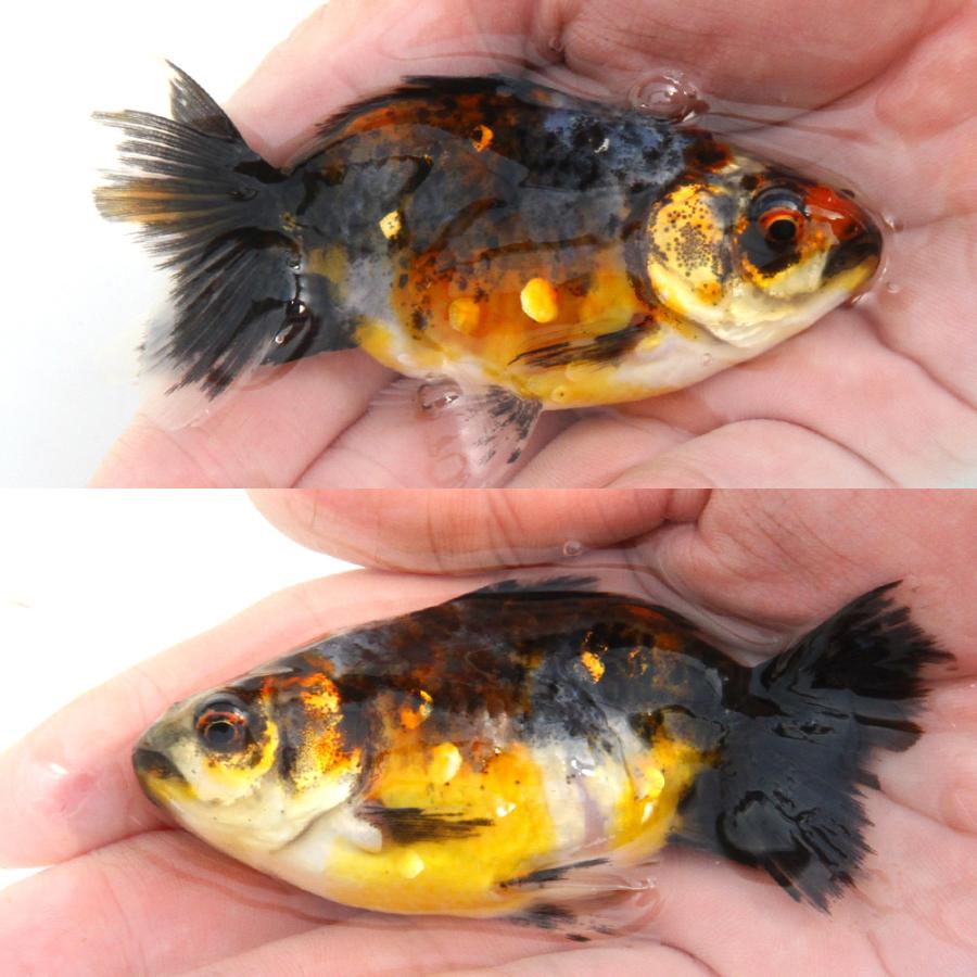 国産金魚）一点物 五色江戸地金 9cm± 志村養魚場産（1匹