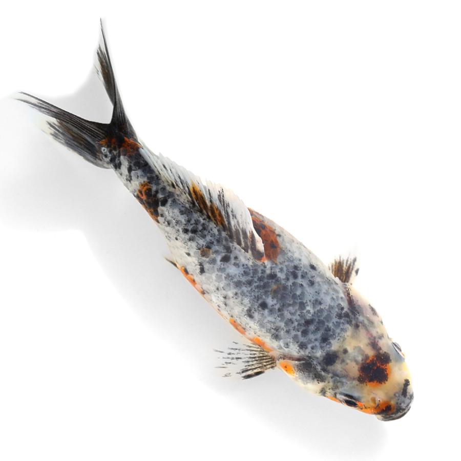 国産金魚）一点物 五色江戸地金 10cm± 志村養魚場産（1匹