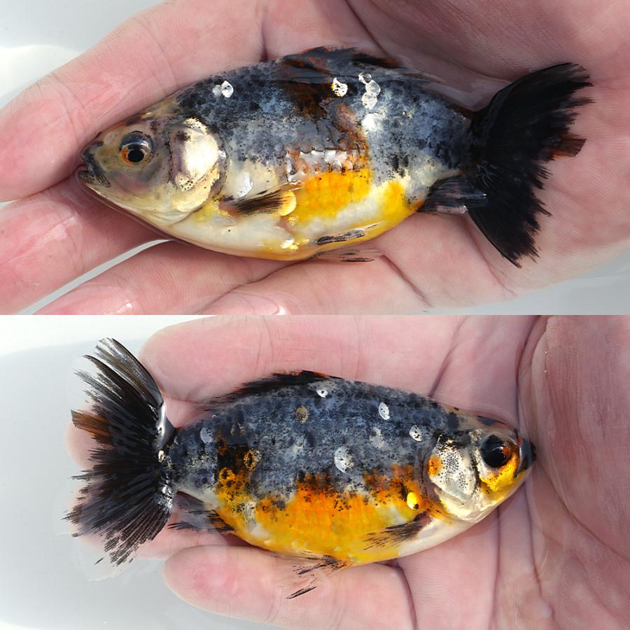 国産金魚）一点物 五色江戸地金 10cm± 志村養魚場産（1匹