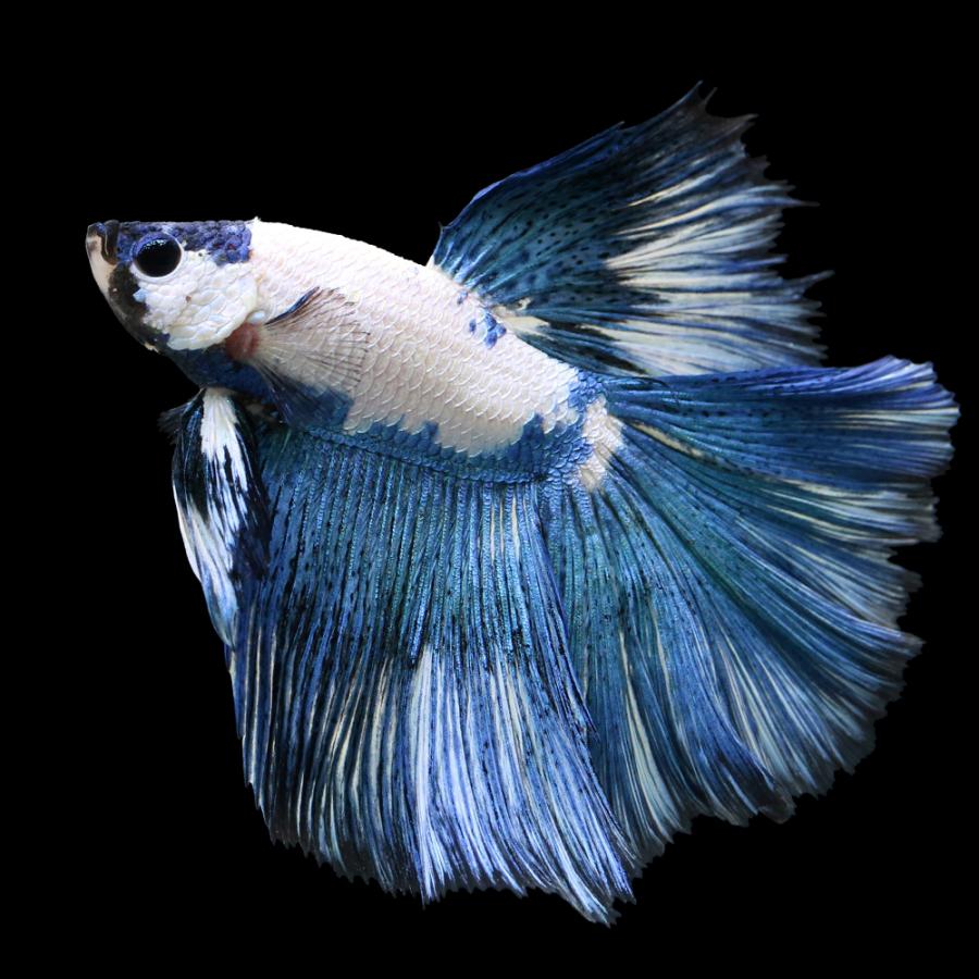 熱帯魚）ベタ スーパーデルタテール ブルーパンダ オス（1匹） 北海道