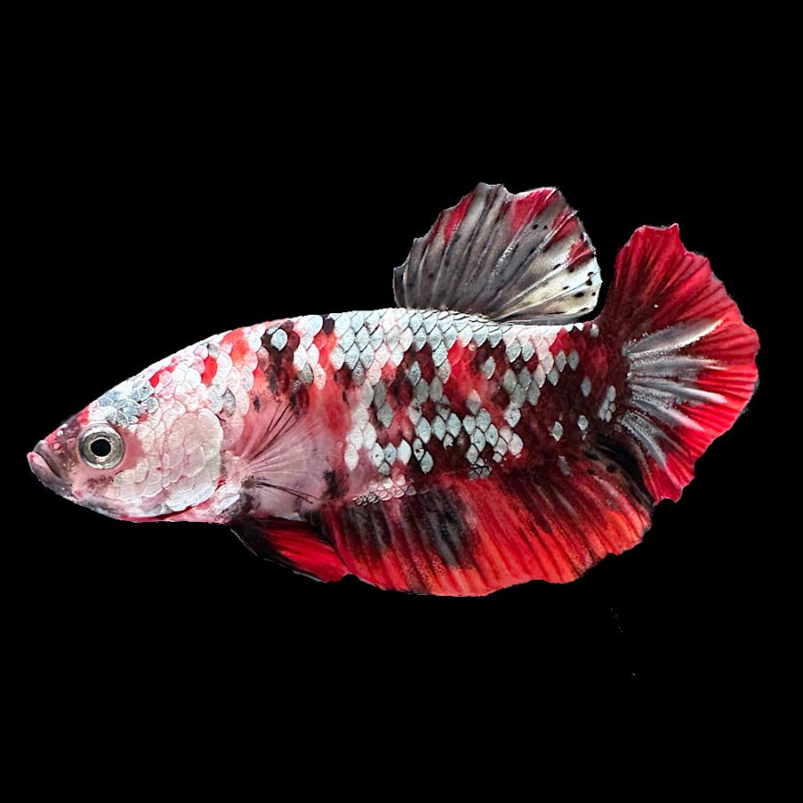 熱帯魚）ベタ・ハーフムーンプラカット アイアンマン オス（1匹