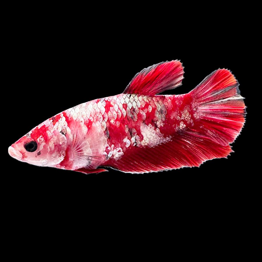 ベタ　ハーフムーン　プラカット　オス・メス 熱帯魚）ベタ・ハーフムーンプラカット アイアンマン メス（1匹