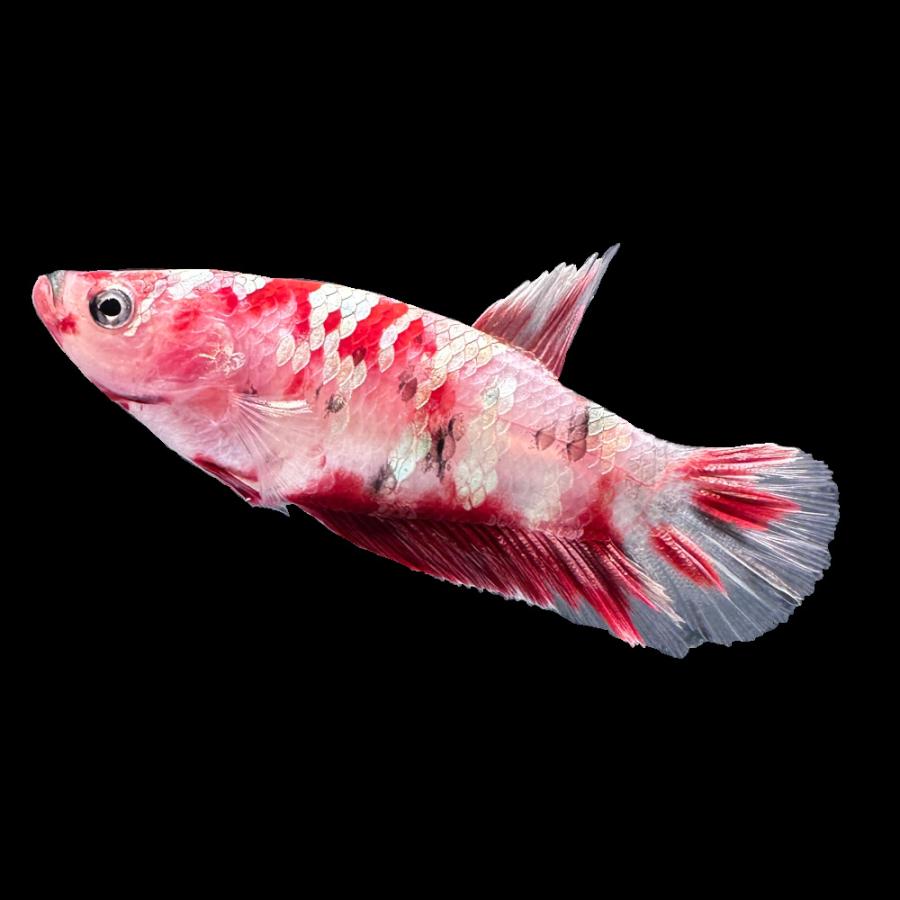 熱帯魚）ベタ・ハーフムーンプラカット アイアンマン メス（1匹