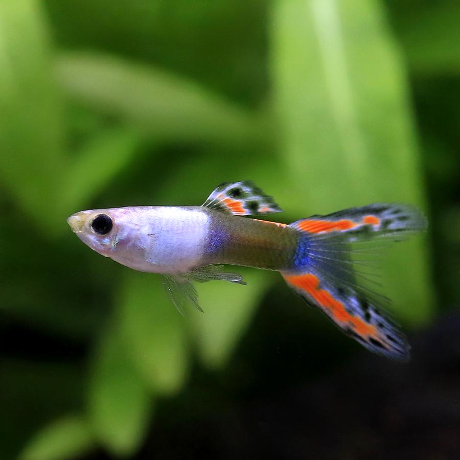 熱帯魚）エンドラーズ・グッピー ブラックファイアー オス