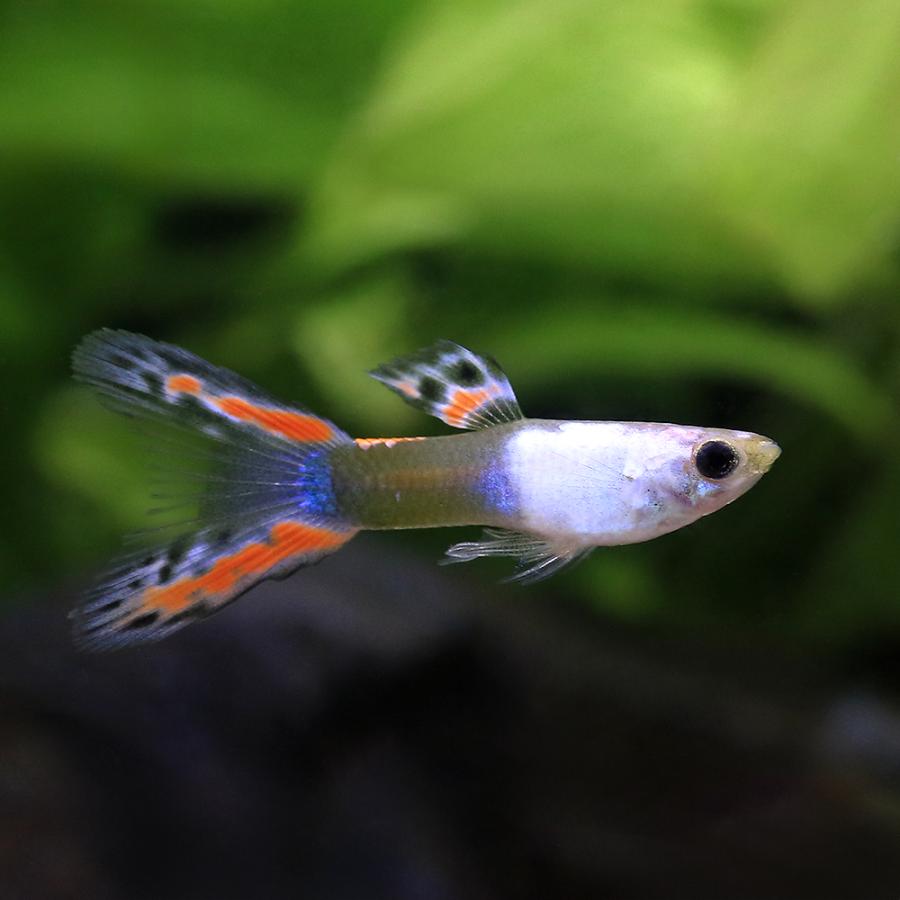 熱帯魚）エンドラーズ・グッピー ブラックファイアー オス