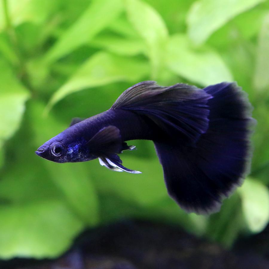 （熱帯魚）フルブラック・グッピー　オス（外国産）（３匹）　北海道・九州航空便要保温 |  | 01