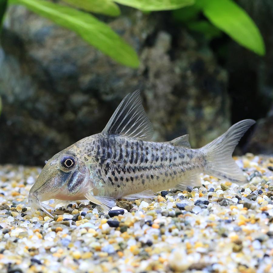 熱帯魚）コリドラスsp.ロングノーズキンチャン（ワイルド）（1匹
