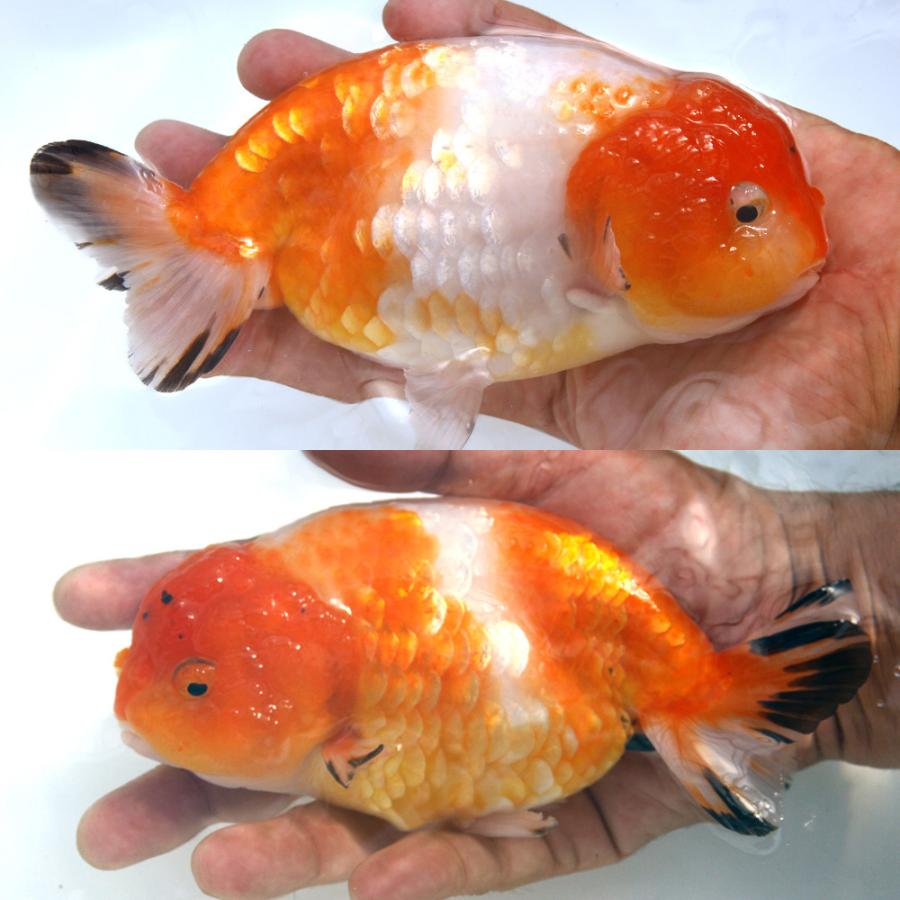 046】金魚のチャーム／金魚掬い／ランチュウ 046】金魚のチャーム