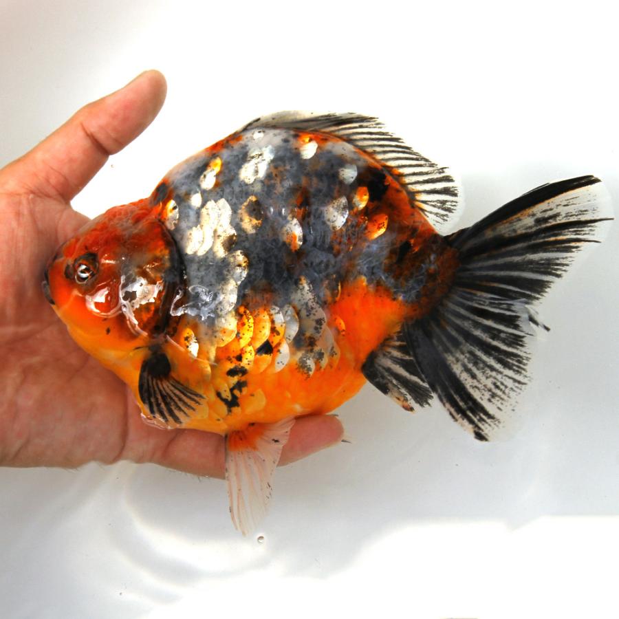金魚）一点物 オランダ獅子頭 ショートテール 約19cm（中国産