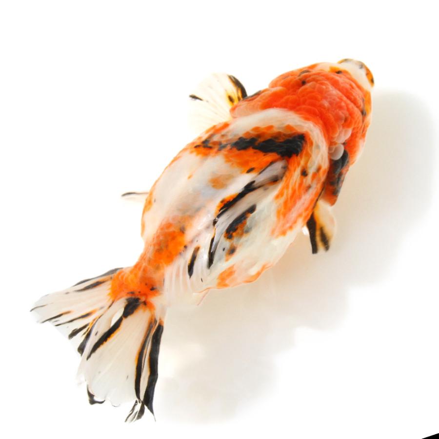 金魚）一点物 オランダ獅子頭 ショートテール 約19cm（中国産 