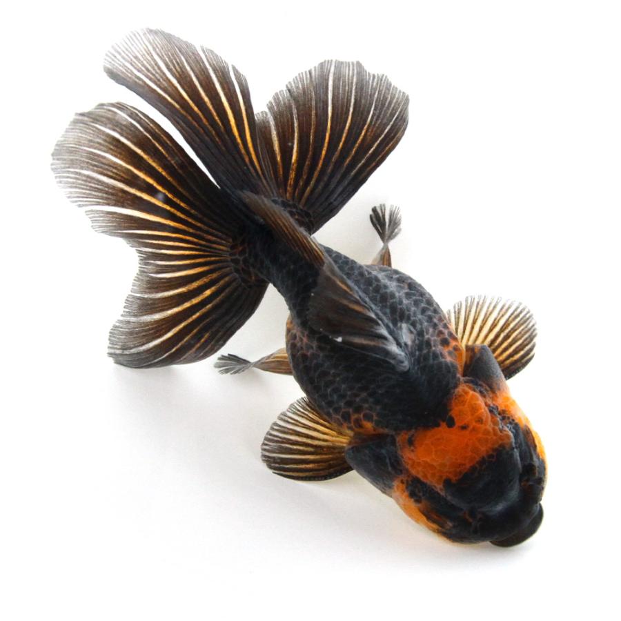 金魚）一点物 虎オランダ獅子頭 ショートテール 12cm±（外国産