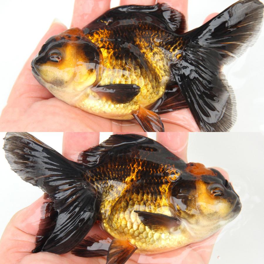 年末限定価格！破格です！オランダ獅子頭　金魚 金魚）一点物 虎オランダ獅子頭 ショートテール 12cm±（外国産