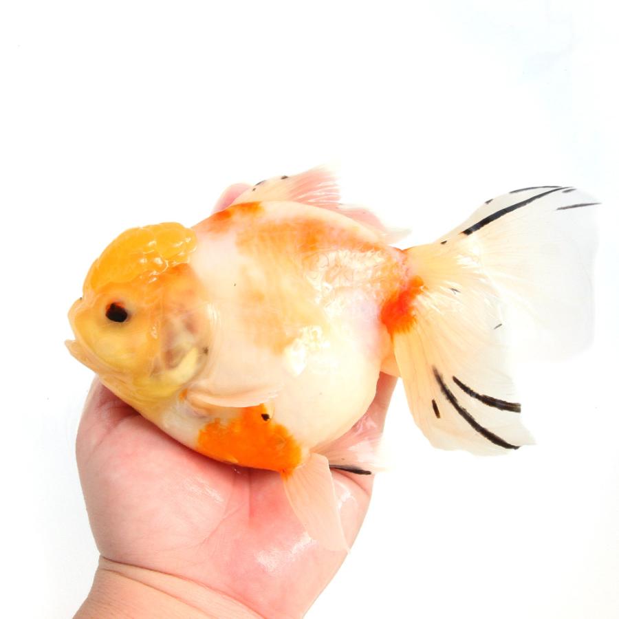金魚）一点物 桜東錦（外国産）18cm±（1匹） : チャーム charm